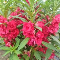 ホウセンカ,乙女心,ガーデニング,ピンクの花,八重咲きの画像