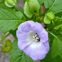 クサギ,花オクラ,黒ホウズキ,チーム愛知,畑の画像