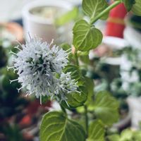 ミント,オレンジミント,オレンジミントの花,ハーブ,白い花の画像