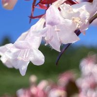 アベリアの画像