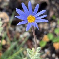 ブルーデージー,花のある暮らし,愛媛県,庭の画像