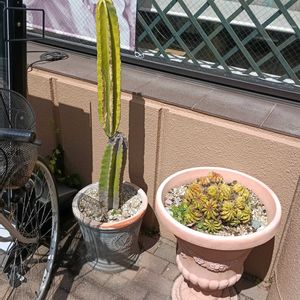 サボテン,サボテン,電磁波サボテン,サボテンの花開花,サボテンの花✨の画像