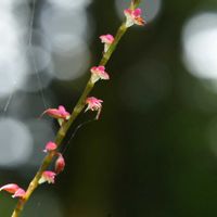 ヨウシュヤマゴボウ,ミズヒキ,フシグロセンノウ,ノブキ,植物園の画像