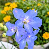 デルフィニウム,青い花,スマホで撮影,2番花の画像