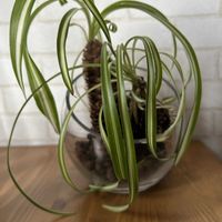 オリヅルラン,観葉植物,水耕栽培,多肉寄せ植え,ど〜なる多肉ちゃんの画像