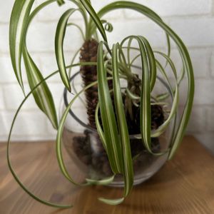 オリヅルラン,観葉植物,水耕栽培,多肉寄せ植え,ど〜なる多肉ちゃんの画像