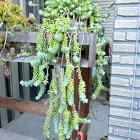 ビアホップ ,多肉植物,セダム属,ガーデニングの画像
