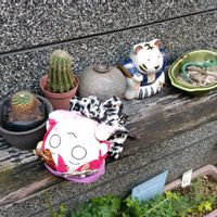 サボテン,サボテンの花開花,サボテンの花✨,サボテン科,サボテンの寄せ植えの画像