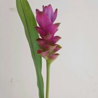 クルクマ,クルクマ　ロージーピンク,一人一花,一人一花運動@福岡市,ハナノヒの画像