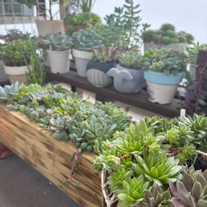 水蜜桃,アローンスター,多肉寄せ植え,多肉棚,多肉植物のある暮らしの画像