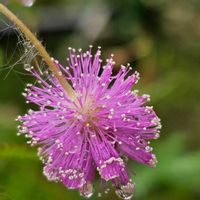 オジギソウ,雨粒,木曜モフモフ,雨粒シリーズ☆,0の付く日は雨粒の日の画像