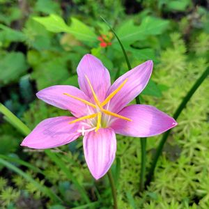 アサガオ,ジニア,サマーポインセチア,ナチュラルガーデン,ピンク色の花の画像
