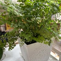アジアンタム,観葉植物,成長記録の画像