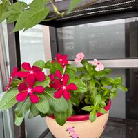 ワイルドストロベリー,ワイルドストロベリー,日々草,日々草,リメ鉢の画像