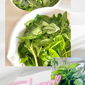 バジル,ハーブ,手作り,いただきもの,観葉植物を楽しむの画像