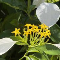 コンロンカ,コンロンカ,コンロンカ（ハンカチの花）,コンロンカ（ハンカチの花）,コンロンカ(崑崙花）の画像