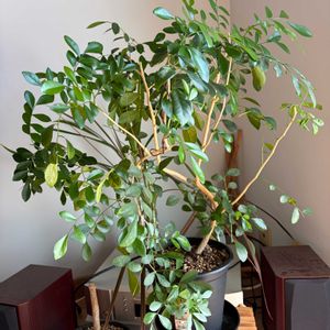 シルクジャスミン,観葉植物,ダイソー,リビング・ダイニングの画像