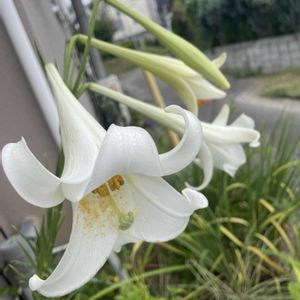シンテッポウユリ,放置栽培,神奈川県,庭の画像