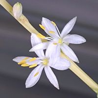 オリヅルラン,ベランダガーデン,小さな花,可愛い,白い花の画像