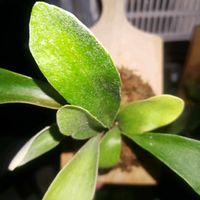 サボテン,コウモリラン,ビカクシダ,山野草,多肉植物とサボテンの画像