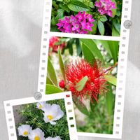 ブラシノキ,ペンタス,タイリンマツバボタン,チーム愛知,すずガーデンの画像