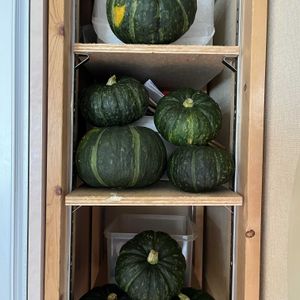 坊ちゃんカボチャ,朝どり野菜,自家製野菜,収穫祭,旬のものの画像