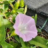 ヒルガオ,嬉しい出会い,癒されて,散歩途中,wakuwakuの画像