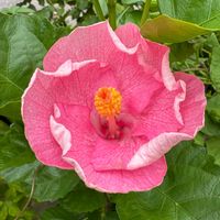 ハイビスカス,ハイビスカス,ハイビスカス　ピーチファンデ,伊良湖岬ハイビスカス　ピーチファンデ,昨日のピーチファンデの画像