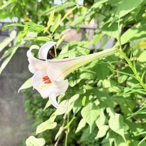 タカサゴユリ,花言葉,山野草,花のある暮らし,われら17年組の画像