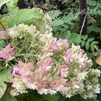 カシワバアジサイ,小さな幸せ,優しい気持ち,嬉しい開花,穏やかな毎日の画像