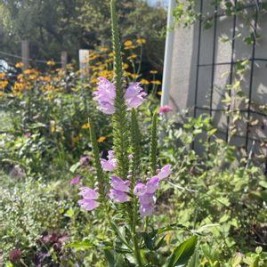 ハナトラノオ,初めての花♡,放置栽培,神奈川県,庭の画像