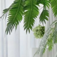 サボテン,エバー・フレッシュ,苔玉の画像