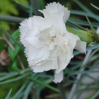 カーネーション,ユリの画像