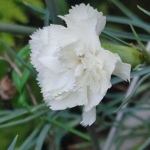 カーネーション,ユリの画像