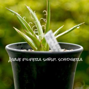 Agave filifera subsp. schidigera,カクタス広瀬,玉ボケ倶楽部,車庫の画像