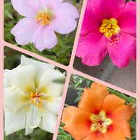 コノテガシワ,コノテガシワ,ハツユキカズラ,ランタナ,ランタナの画像