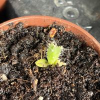 ドラゴンフルーツ,果樹,花のある暮らし,種から育てる,楽しい家庭果樹の画像