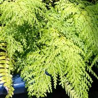 カレックス,ノブドウ(野葡萄),羊歯植物,２０２５年同期,庭の画像