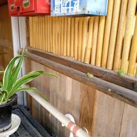 オモト,新潟県の画像