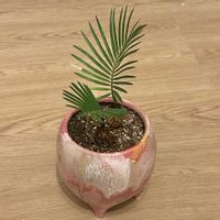 ソテツ,蘇鉄,観葉植物,成長記録,リビング・ダイニングの画像