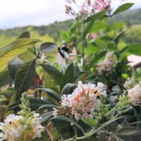 ブッドレア,世界平和,被災地にエールを…。,こんな時こそ花を,森の負けないぞ❗️の画像