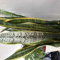 サンスベリアの画像