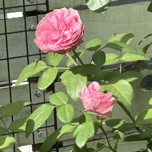 レッドレオナルドダヴィンチ,ナチュラルガーデン,バラ大好き,お庭の花たち,花と暮らすの画像
