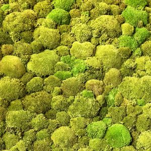 お散歩,花のある暮らし,青山,苔アート,ワークショップ の画像