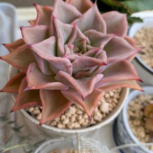 マディバ,多肉植物,エケベリア属,ベランダガーデニング,多肉植物の紅葉の画像