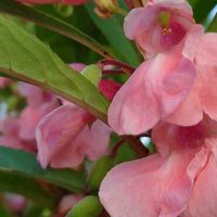 フロックス,ホウセンカ,鳳仙花,ゼフィランサス(サフランモドキ),ピンクのお花の画像