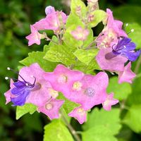 ホテイアオイ,夏の庭,チャイニーズハット,可愛い,花のある暮らしの画像