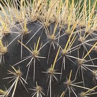 サボテン,団扇サボテン,オプンチア,トゲトゲ,ビニールハウスの画像
