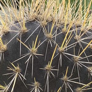 サボテン,団扇サボテン,オプンチア,トゲトゲ,ビニールハウスの画像
