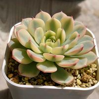 ガーデンシクラメン,ティチュバンス錦,ブルーミニマ錦,多肉植物,多肉初心者の画像